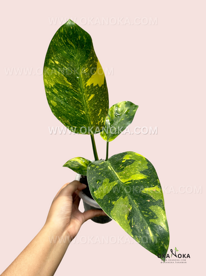 Philodendron Green Congo Galaxy medium size