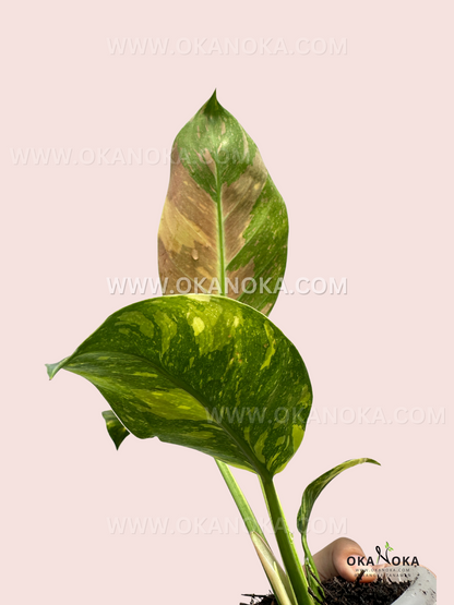 Philodendron Green Congo Galaxy medium size