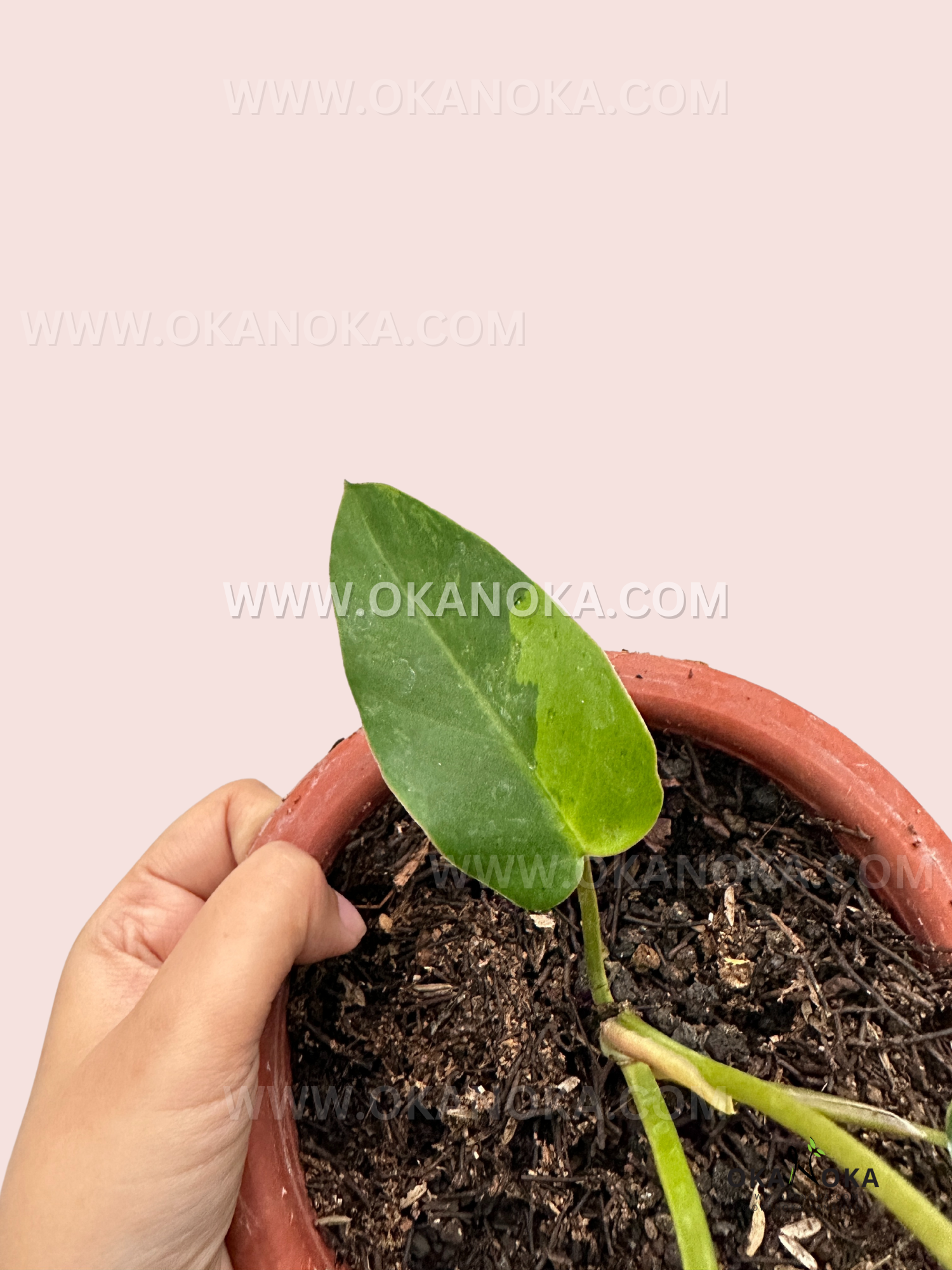 philodendron jungle fever care Philodendron Jungle Fever Small Size – Okanoka