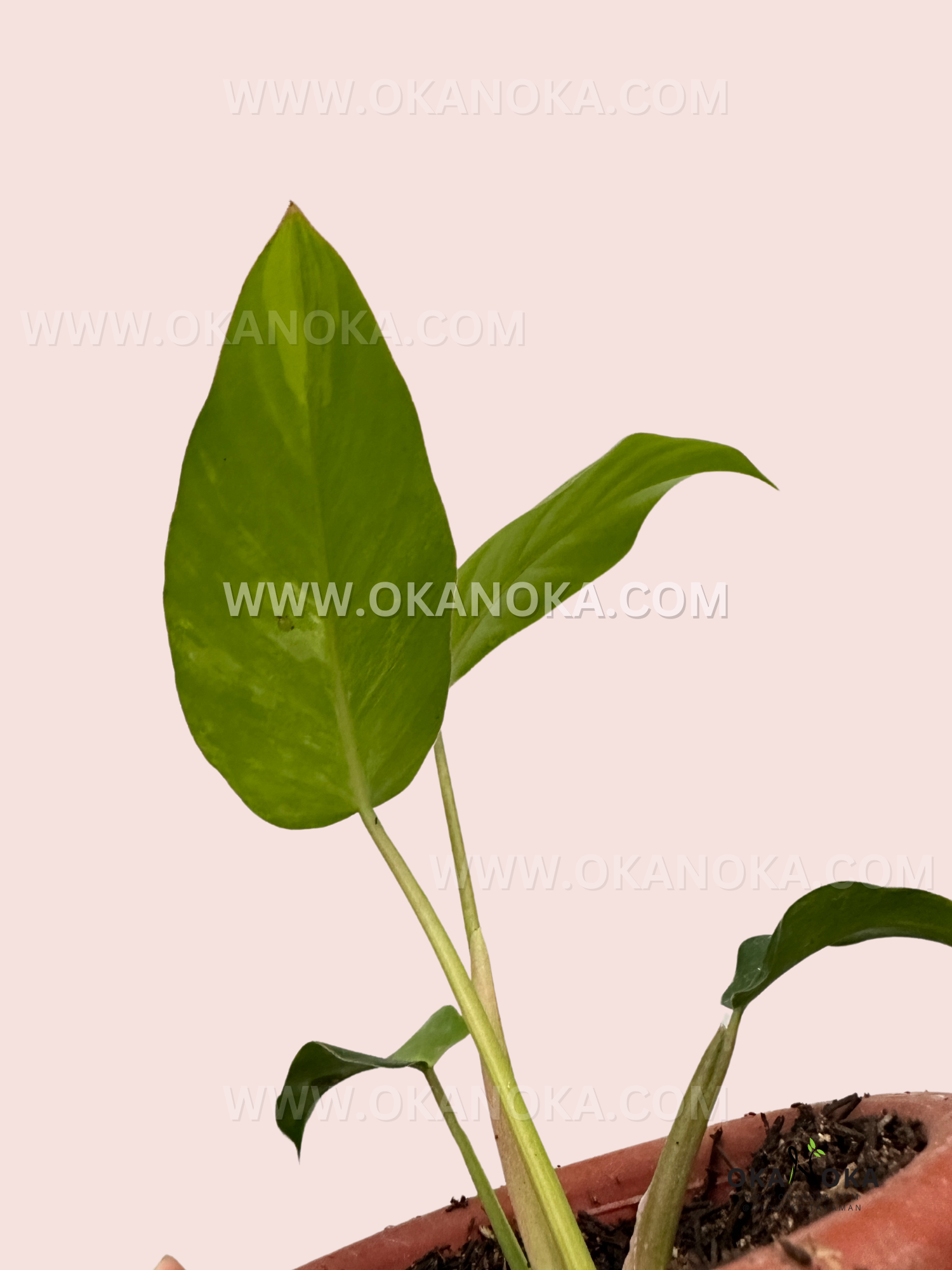 philodendron jungle fever price Philodendron Jungle Fever Small Size
