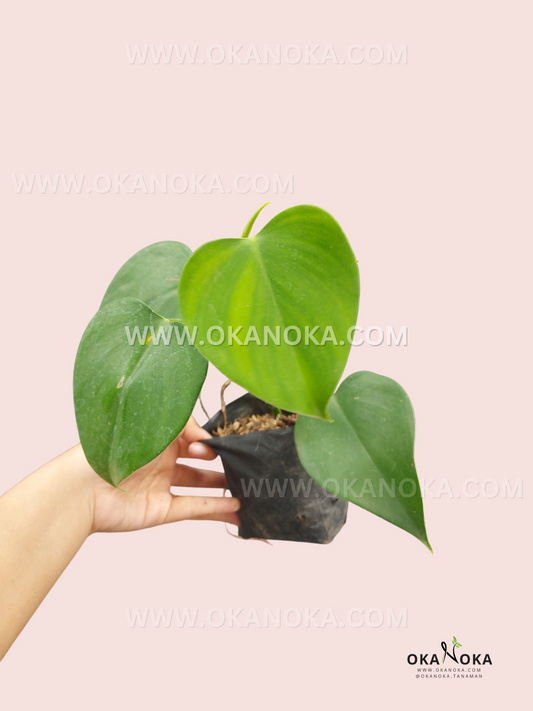 Philodendron Microstictum