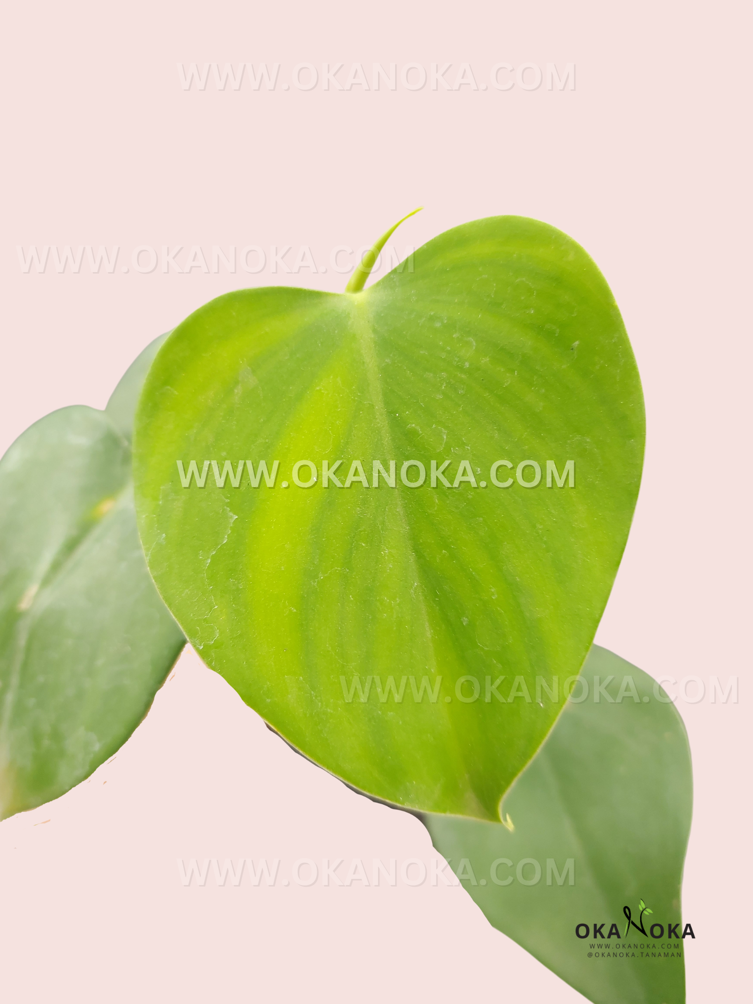 philodendron microstictum for sale Philodendron Microstictum