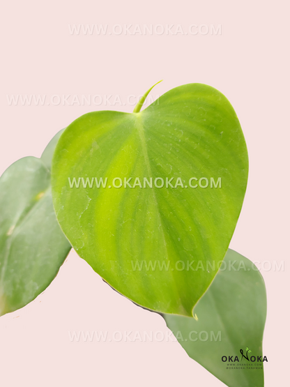 Philodendron Microstictum