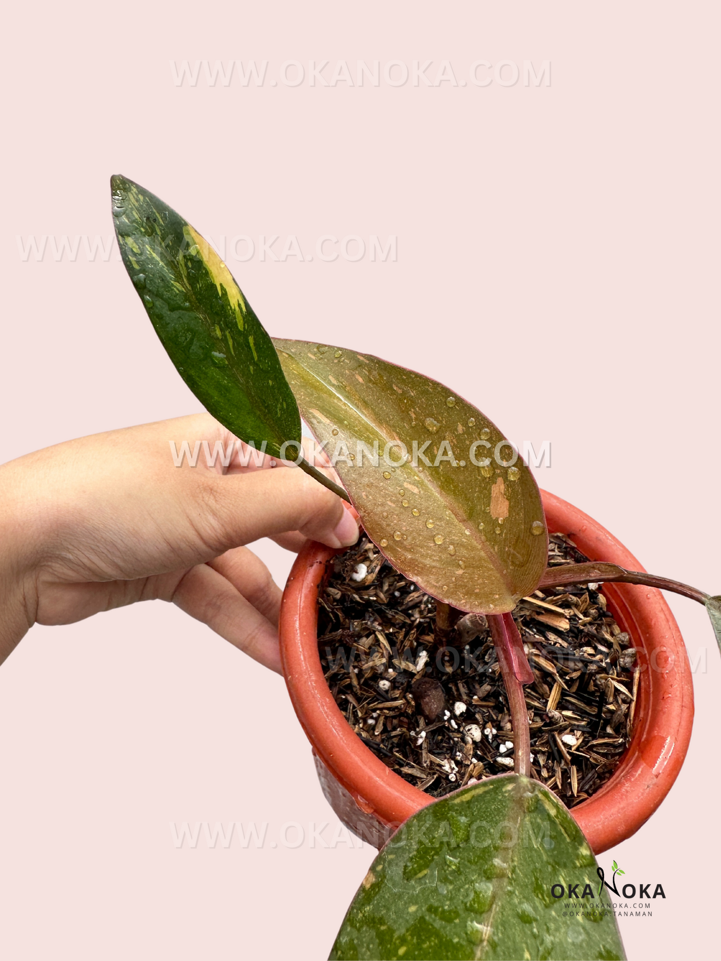 Philodendron Orange Princess