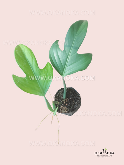 panduriforme philodendron Philodendron Panduriforme – Okanoka