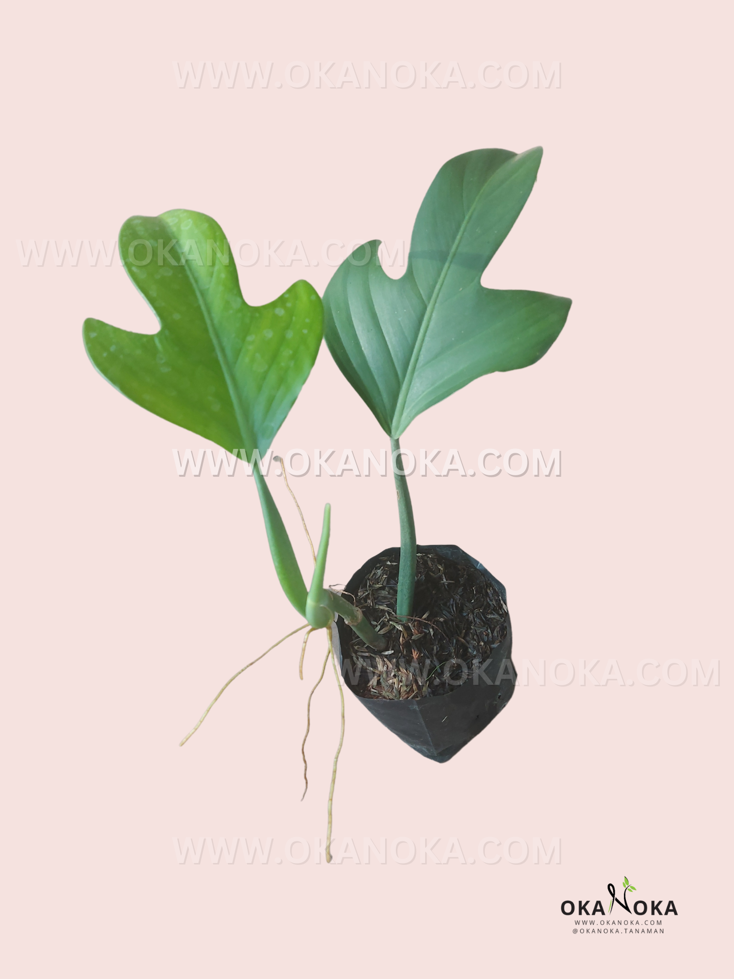 philodendron panduriforme for sale Philodendron Panduriforme