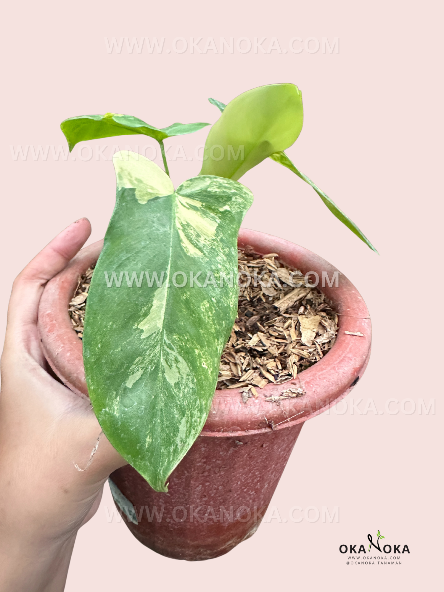 philodendron green paradise Philodendron Paradise Beauty (Florida Beauty x Paraiso Verde)