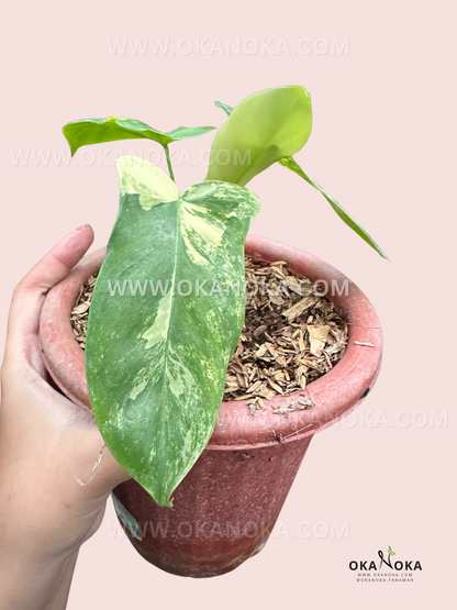 Philodendron Paradise Beauty (Florida Beauty x Paraiso Verde)