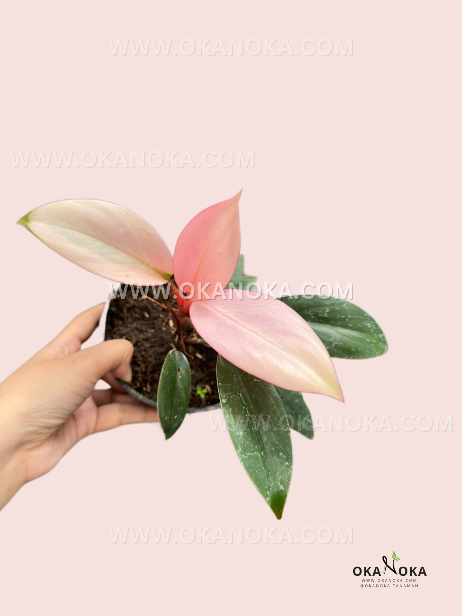 Philodendron Pink Congo