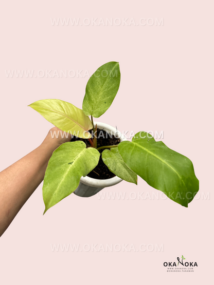 Philodendron Snowdrift Small Size live plant with cream, lime, and green variegated foliage.