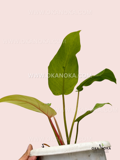 Philodendron Snowdrift