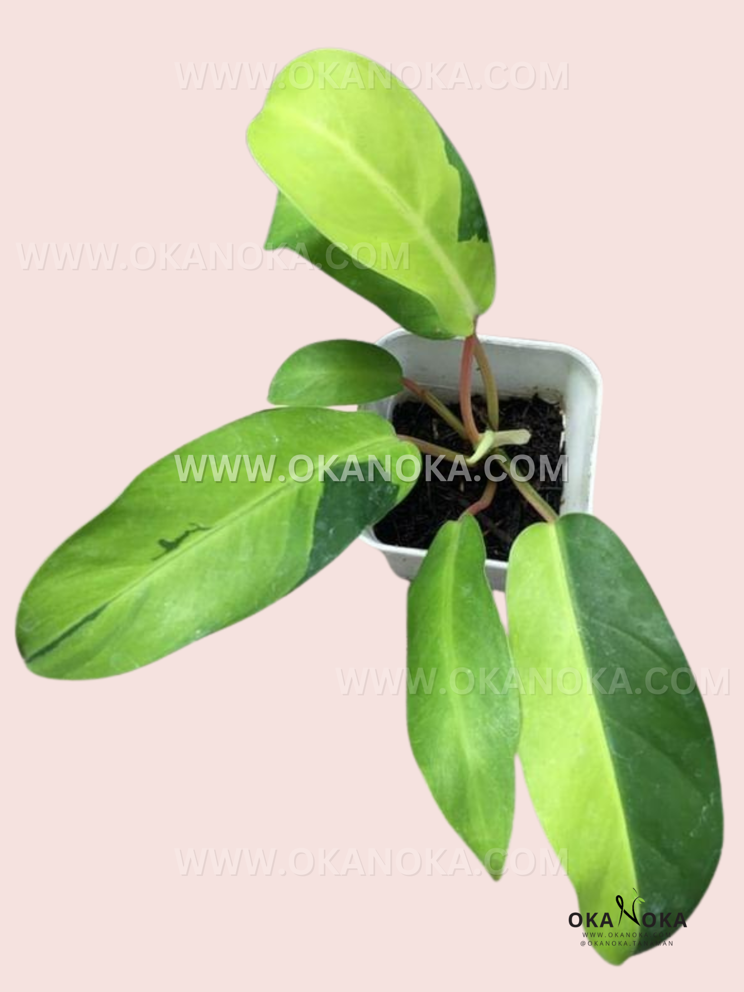 Philodendron Thai Sunrise