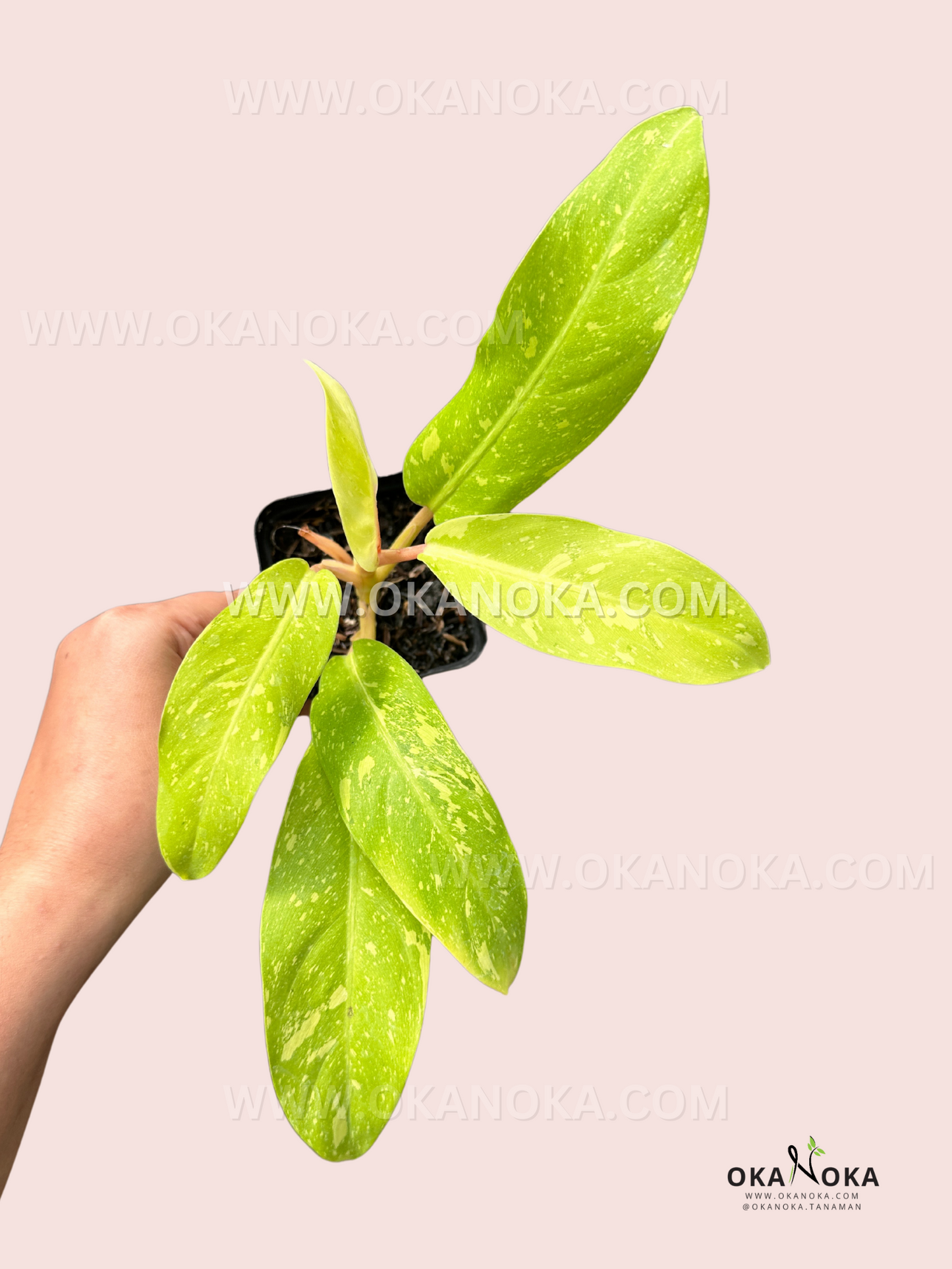 thai sunset philodendron Philodendron Thai Sunrise Galaxy – Okanoka