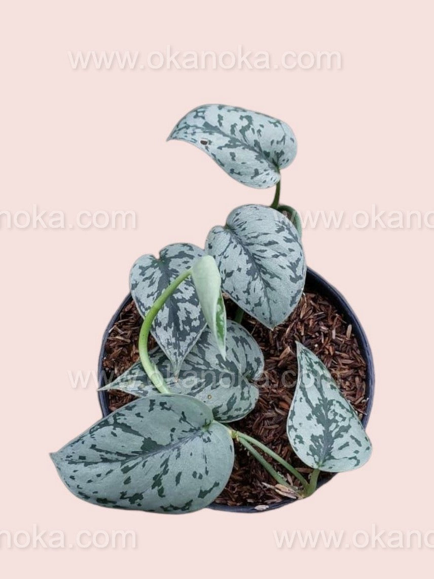 silver lady pothos for sale Scindapsus 'Silver Lady' 4"