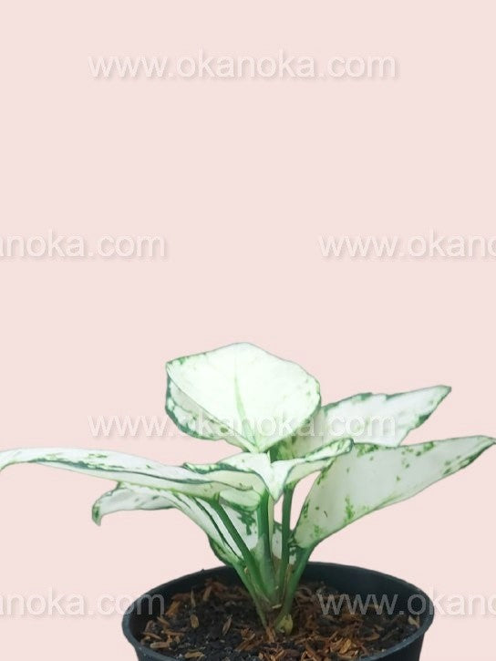 aglaonema blanca Aglaonema Súper Blanco – Okanoka