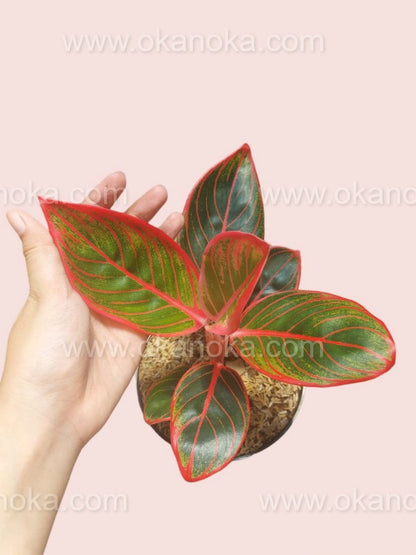 aglaonema kanza Aglaonema Khanza – Okanoka