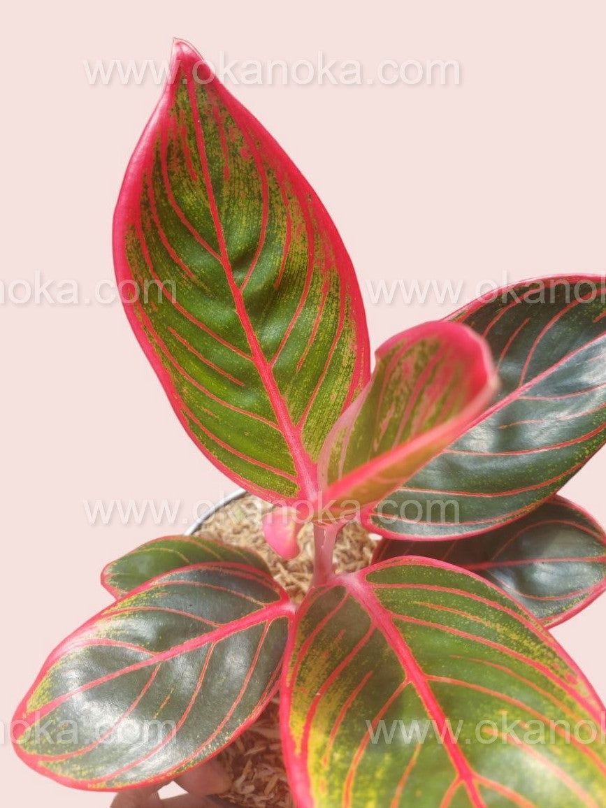 aglaonema khanza red Aglaonema Khanza