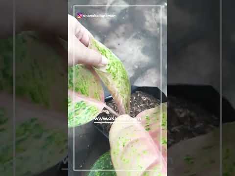 aglaonema big roy Aglaonema Big Roy – Okanoka