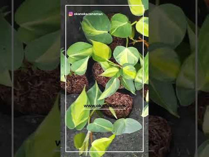 brasil philodendron soil Philodendron Brasil – Okanoka