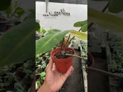 Philodendron Goldiana Large Size