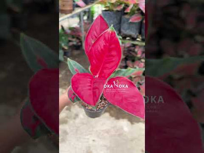 aglaonema suksom red Aglaonema Suksom – Okanoka
