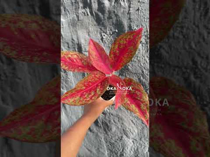 aglaonema pink moon allegro Aglaonema Red Moon – Okanoka