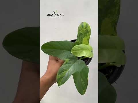 Philodendron Bipennifolium Violin Variegated – Okanoka
