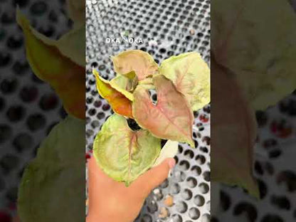 Syngonium Plum Allusion