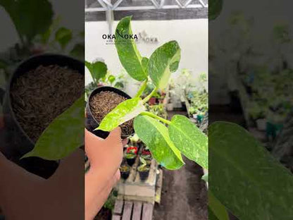 Philodendron Jose Buono