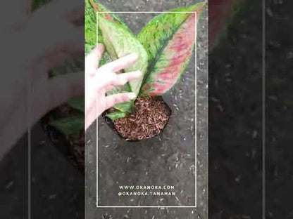 red heng heng aglaonema Aglaonema Heng Heng – Okanoka