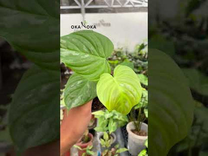 majestic philodendron Philodendron Majestic – Okanoka