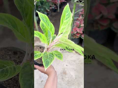white lipstick aglaonema Aglaonema White Lipstick – Okanoka