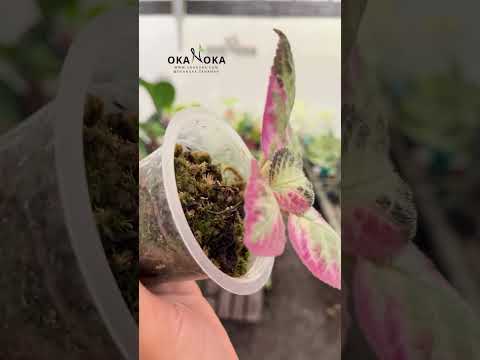 Episcia Cleopatra – Okanoka