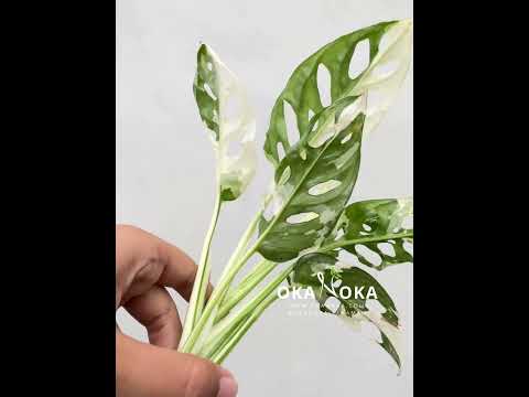 monstera adansonii reproduccion Monstera Adansonii Tricolor – Okanoka