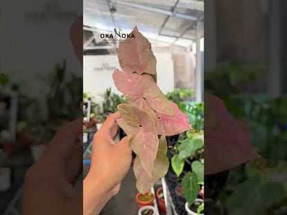 Caramelo Rosa Syngonium