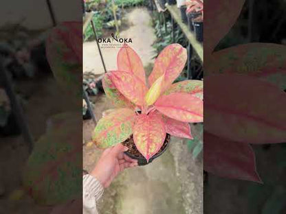 龙舌兰