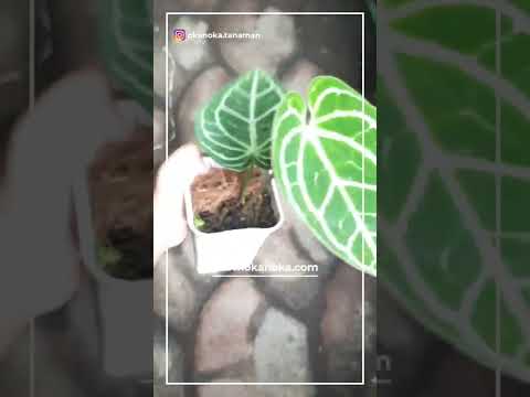 anthurium bitcoin Anthurium Crystallinum Minahasa – Okanoka