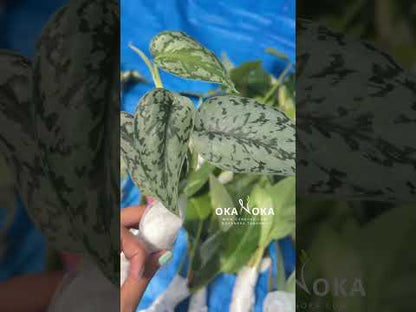 silver lady plant pothos Scindapsus Silver Lady – Okanoka