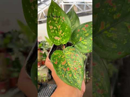 Aglaonema Ruby Chiangmai