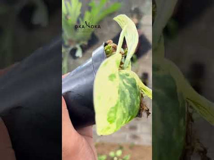 سكيندابسوس رخام ساتان يشم الملكة المتنوع