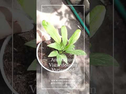 anthurium monocot or dicot Anthurium Vittarifolium – Okanoka
