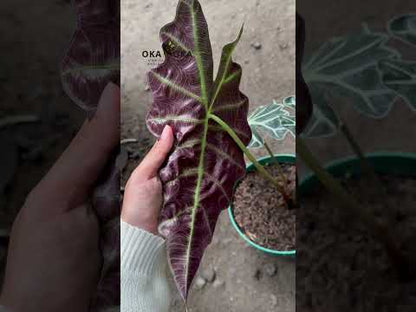 Alocasia Parasol