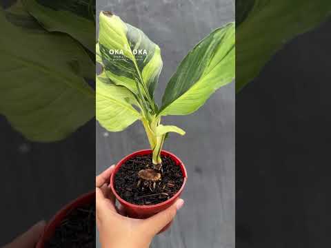 peace lily mauna loa Spathiphyllum Sensation Variegated Mauna Loa – Okanoka