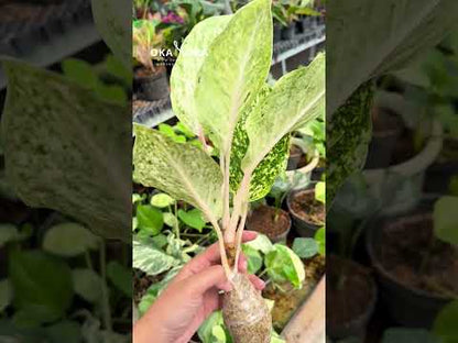 白兰花