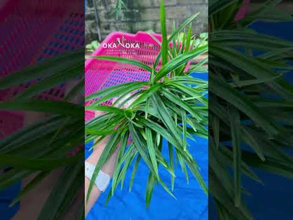 Wholesale Pandanus Amaryllifolius