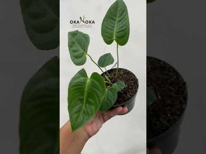 anthurium veitchii small Anthurium Veitchii small – Okanoka