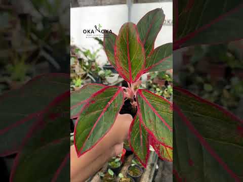 siam aurora red aglaonema Aglaonema Siam Aurora – Okanoka