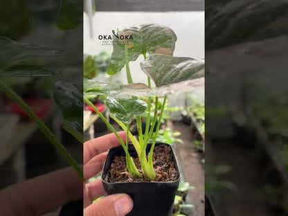 Syngonium Pink Splash Allusion