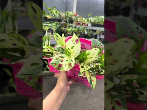 monstera aglaonema Monstera Adansonii Yellow Variegated Japan – Okanoka