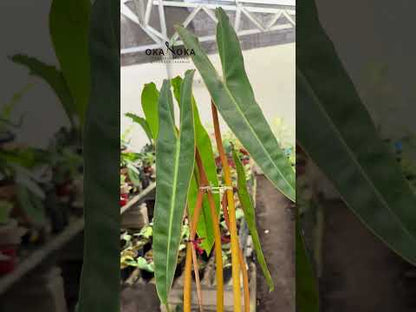 filodendro billietiae